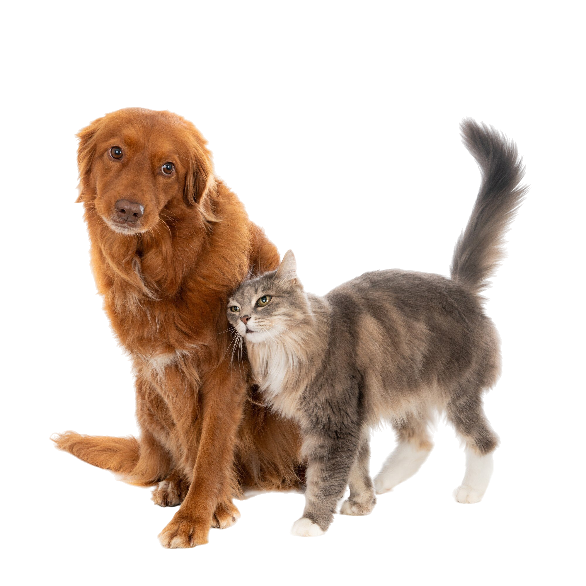 Veterinário com cachorro - Dr. Rodrigues